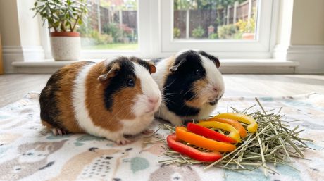 Healthy guinea pig sitting beside fresh vegetables and timothy hay in a clean indoor habitat with a second guinea pig nearby