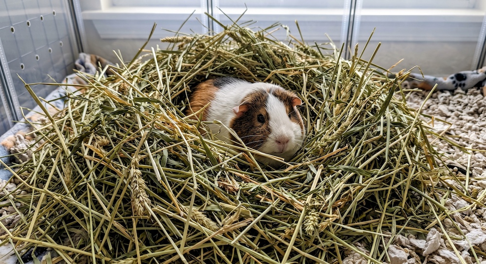 Guinea pig surrounded by fresh timothy hay in an enclosure, demonstrating the large daily volume required