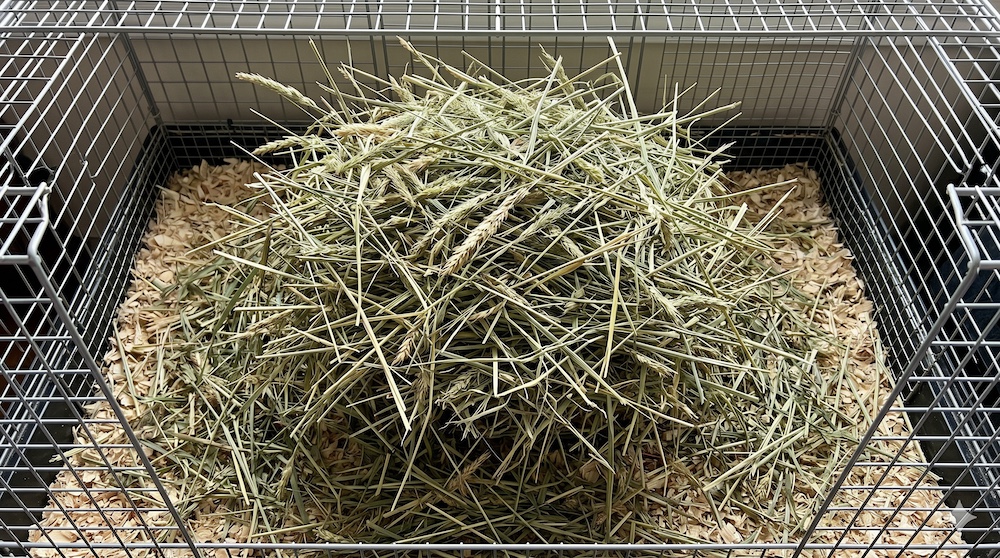Large pile of fresh golden timothy hay in a rabbit enclosure showing the quantity of hay rabbits need daily