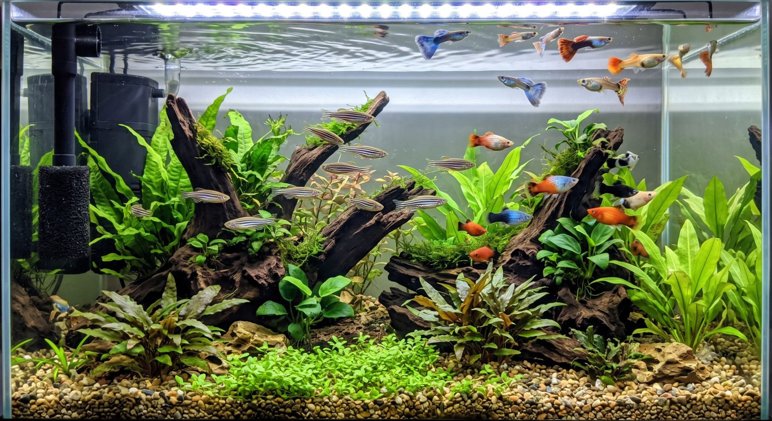 Community aquarium with a mix of zebra danios, guppies, and platies swimming together in a planted freshwater tank