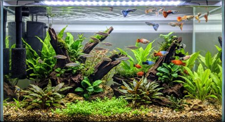 Community aquarium with a mix of zebra danios, guppies, and platies swimming together in a planted freshwater tank
