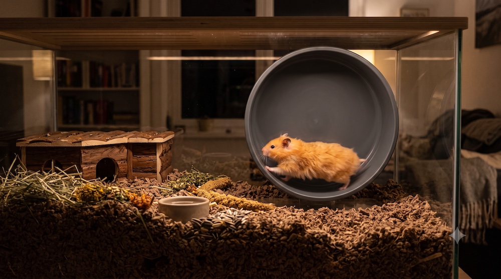 Syrian hamster running on a large silent wheel inside a spacious deep-bedded enclosure at night showing appropriate setup