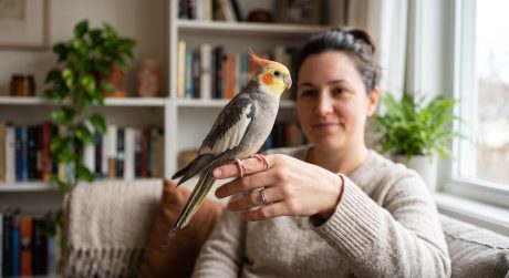 Pet parrot calmly perched on an owner's hand during a gentle taming session, showing relaxed body language and trust