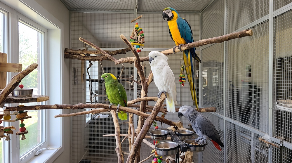 An African Grey, Amazon, macaw, and cockatoo shown together, representing the multi-decade commitment and advanced care needs of large parrot species