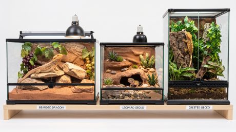 A bearded dragon, leopard gecko, and crested gecko shown together representing popular beginner reptile species