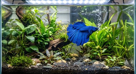 Blue betta fish swimming peacefully near corydoras catfish at the bottom of a planted community aquarium