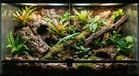 Lush bioactive reptile terrarium with live plants, natural substrate, and a lizard exploring the enclosure