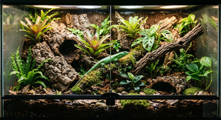 Lush bioactive reptile terrarium with live plants, natural substrate, and a lizard exploring the enclosure