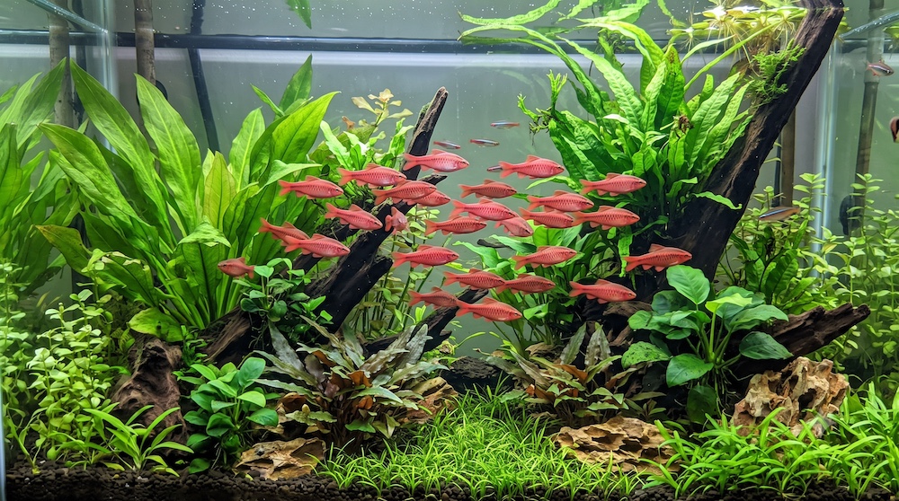 School of cherry barbs with reddish coloring swimming in a planted freshwater aquarium