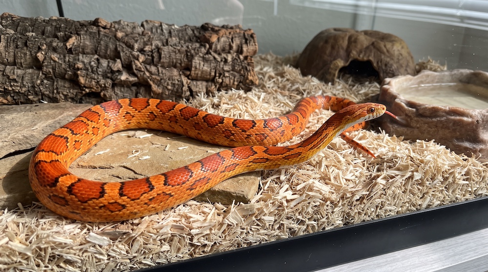 Corn snake with orange and black patterned scales moving through its enclosure