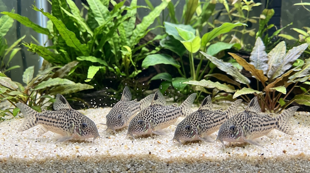 Group of corydoras catfish foraging along the substrate at the bottom of a freshwater aquarium