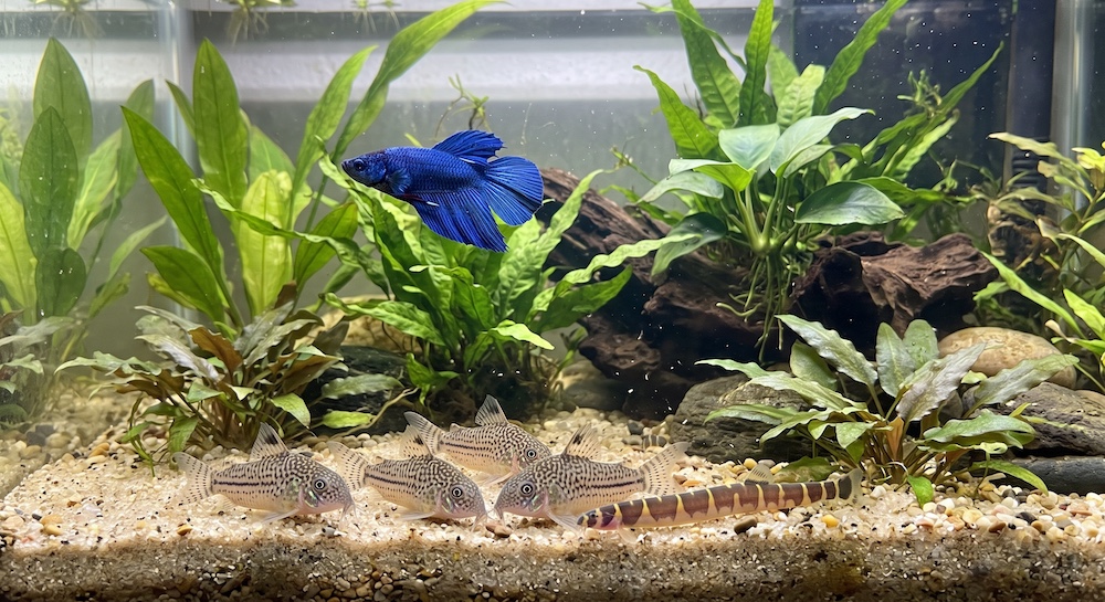 Corydoras catfish and kuhli loach foraging along the substrate below a betta fish in a planted aquarium