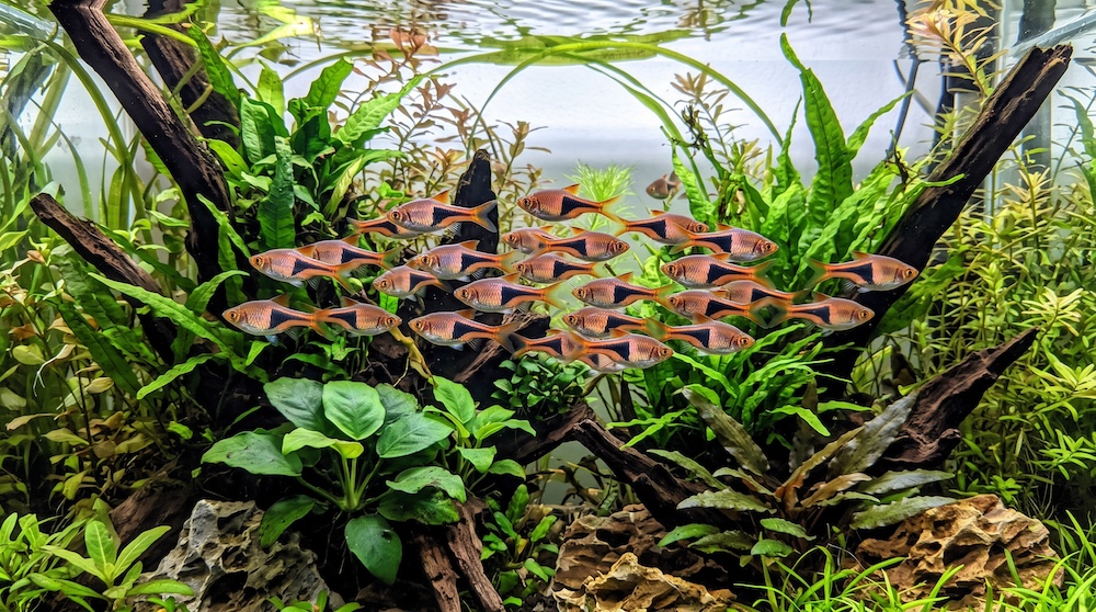 School of harlequin rasboras with orange bodies and black triangular patches swimming together