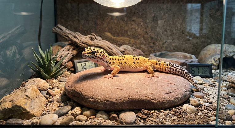 Healthy leopard gecko with spotted pattern resting on a warm hide inside a naturalistic terrarium