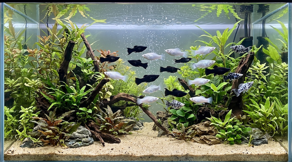 Black and silver mollies swimming together in a spacious freshwater community tank