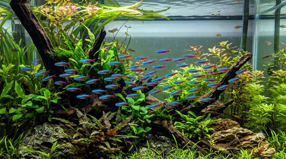 School of neon tetras with iridescent blue and red stripes swimming in a mature planted aquarium