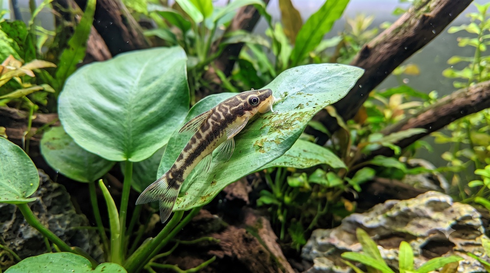 Small otocinclus catfish grazing algae off a leaf in a mature planted aquarium
