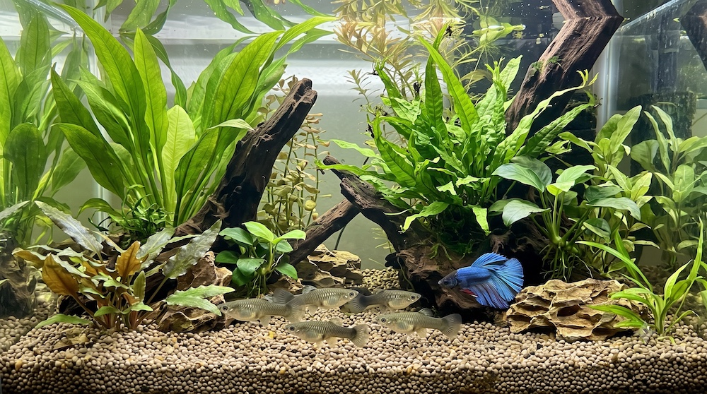 Short-finned subdued-colored guppies swimming near a betta fish, illustrating a safer guppy choice for compatibility
