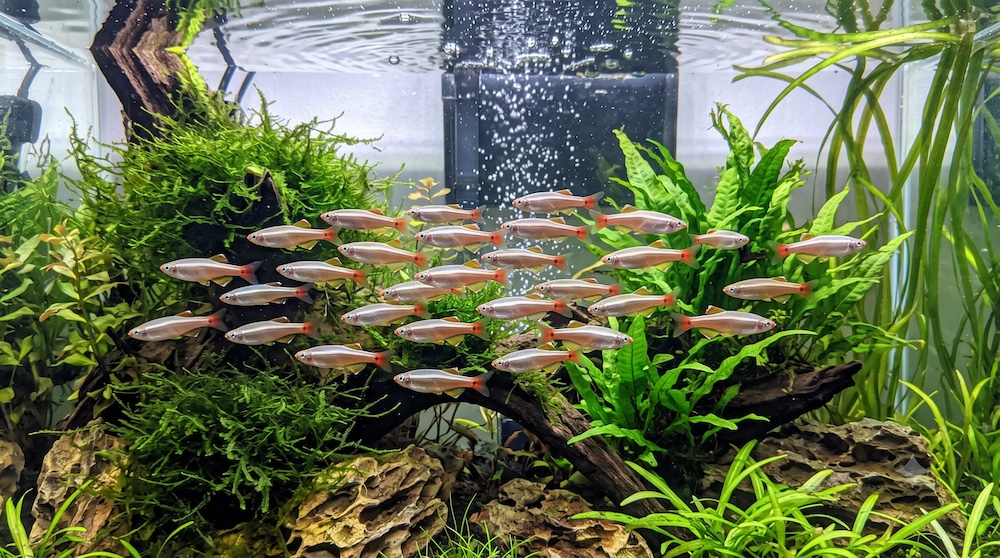 School of white cloud mountain minnows with silver bodies and red-tipped fins swimming together