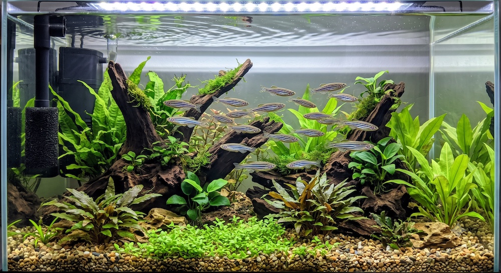 School of zebra danios swimming together in a freshwater aquarium showing their characteristic horizontal stripes